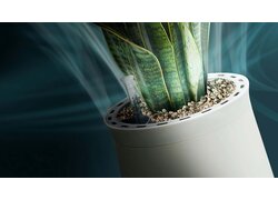 AIRY Topf mit Pflanze beim Reinigen der Luft stilisiert