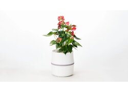 AIRY S mit Flamingoblume