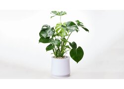 AIRY mit Monstera