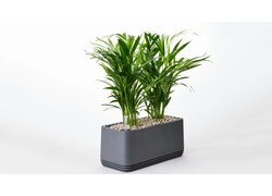 AIRY mit Goldfruchtpalme