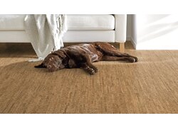 Hund, Sofa, Bodenbelag, Tuch