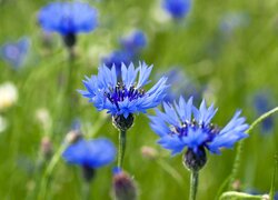 Blaue Kornblumen auf sommerlicher Wiese