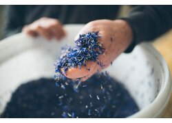 Handvoll getrockneter Kornblumen in Schale