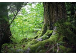 Moosbewachsener Baumstamm im grünen Wald