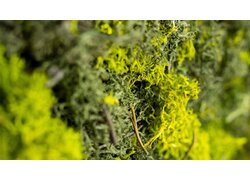 Makroaufnahme von gelbgrüner Rentierflechte | © David Hafele