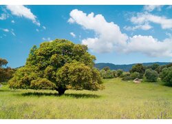 Einsame Korkeiche in blühender Wiesenlandschaft.
